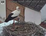 Capi_Dubne_20250409_183002.jpg