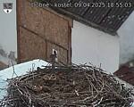 Capi_Dubne_20250409_185503.jpg