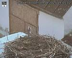 Capi_Dubne_20250409_190502.jpg