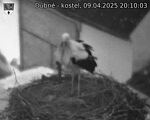 Capi_Dubne_20250409_201003.jpg