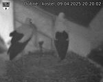 Capi_Dubne_20250409_202002.jpg