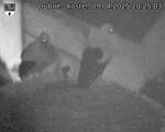 Capi_Dubne_20250409_202503.jpg