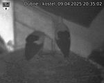 Capi_Dubne_20250409_203502.jpg