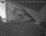 Capi_Dubne_20250409_205002.jpg