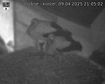 Capi_Dubne_20250409_210502.jpg