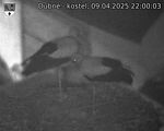 Capi_Dubne_20250409_220003.jpg