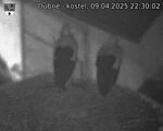 Capi_Dubne_20250409_223002.jpg