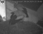 Capi_Dubne_20250409_223502.jpg
