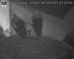Capi_Dubne_20250409_232502.jpg