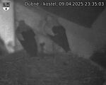 Capi_Dubne_20250409_233503.jpg