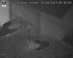 Capi_Dubne_20250410_003002.jpg