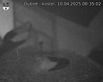 Capi_Dubne_20250410_003502.jpg