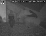 Capi_Dubne_20250410_010502.jpg