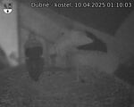 Capi_Dubne_20250410_011003.jpg