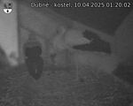 Capi_Dubne_20250410_012002.jpg