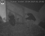 Capi_Dubne_20250410_012502.jpg