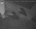 Capi_Dubne_20250410_014002.jpg