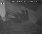 Capi_Dubne_20250410_014503.jpg