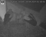 Capi_Dubne_20250410_015002.jpg