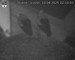 Capi_Dubne_20250410_021003.jpg