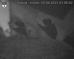 Capi_Dubne_20250410_030002.jpg