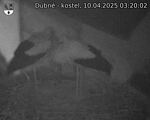 Capi_Dubne_20250410_032002.jpg