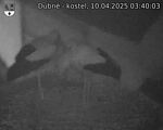 Capi_Dubne_20250410_034003.jpg