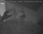 Capi_Dubne_20250410_040502.jpg
