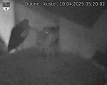 Capi_Dubne_20250410_052002.jpg