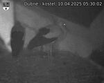 Capi_Dubne_20250410_053002.jpg