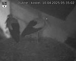 Capi_Dubne_20250410_053502.jpg