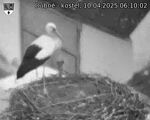 Capi_Dubne_20250410_061002.jpg