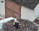 Capi_Dubne_20250410_062502.jpg