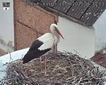 Capi_Dubne_20250410_063003.jpg