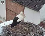 Capi_Dubne_20250410_063502.jpg