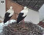 Capi_Dubne_20250410_065003.jpg