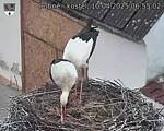 Capi_Dubne_20250410_065502.jpg