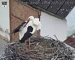 Capi_Dubne_20250410_071002.jpg