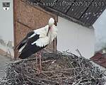 Capi_Dubne_20250410_071503.jpg