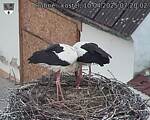 Capi_Dubne_20250410_072002.jpg
