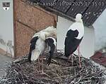 Capi_Dubne_20250410_073503.jpg