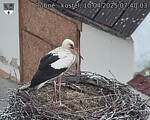Capi_Dubne_20250410_074003.jpg