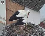 Capi_Dubne_20250410_074502.jpg