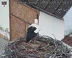 Capi_Dubne_20250410_075003.jpg