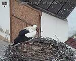 Capi_Dubne_20250410_080003.jpg