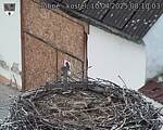 Capi_Dubne_20250410_081003.jpg