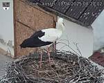 Capi_Dubne_20250410_082002.jpg