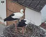 Capi_Dubne_20250410_083003.jpg