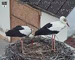 Capi_Dubne_20250410_083503.jpg