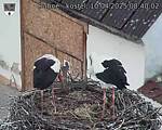 Capi_Dubne_20250410_084002.jpg